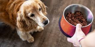 Soft Dog Food for Senior Dogs