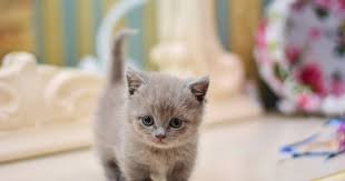 Munchkin Kittens