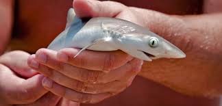 shark baby
