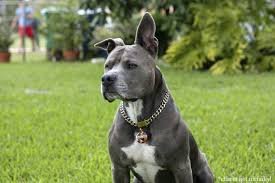 dog chain