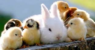 cute pets