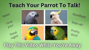 how can parrots talk