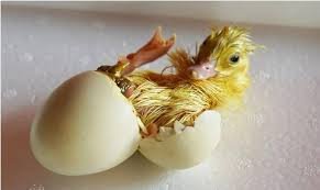 fertilized duck egg