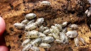 Dairy Cow Isopods