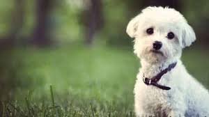 Beautiful Dogs