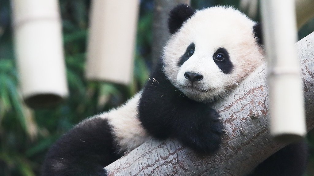 baby pandas
