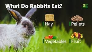 what eats rabbits