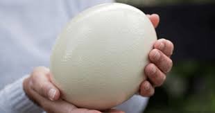ostrich egg protein