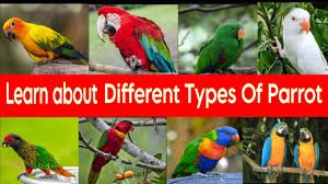 types of parrots