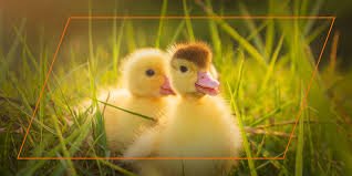 baby ducklings