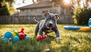 blue nose pitbull puppy