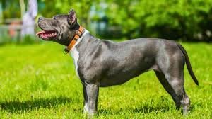 brindle pitbull