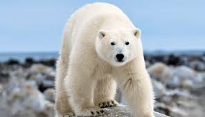 are polar bears dangerous