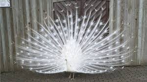 white peacocks