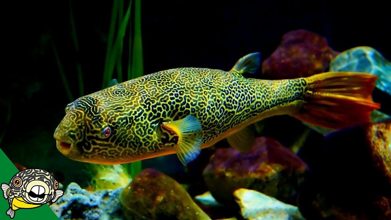 freshwater puffer fish