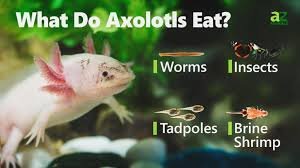 axolotl diet