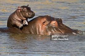 baby hippopotamus