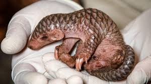 baby pangolin