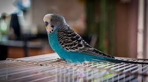 blue parakeet