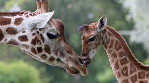 what sound does a giraffe make
